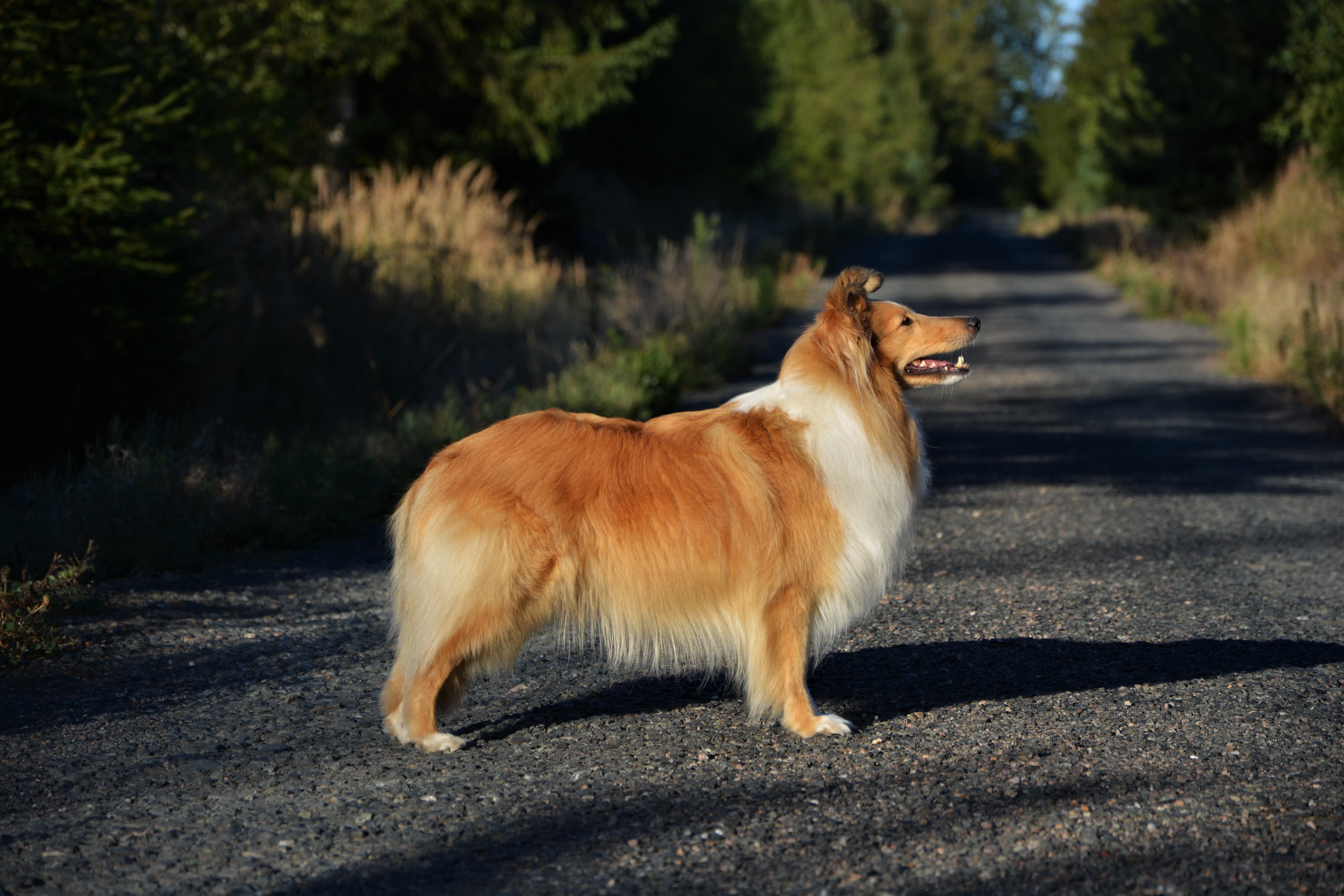 OLYMPIA OGGI Manepo Ideál